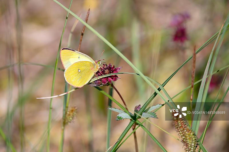 淡黄粉蝶栖息在紫梗委陵菜上，德国黑森林图片素材