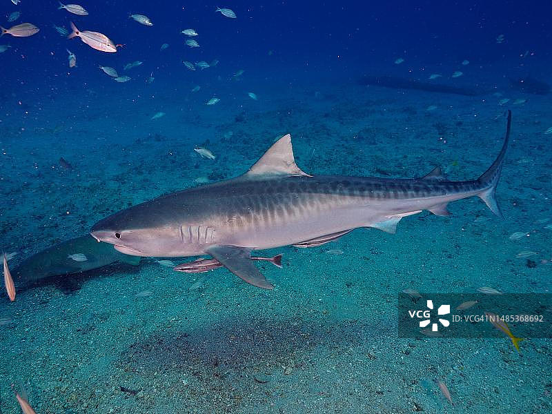 虎鲨与䲟鱼，美国佛罗里达州朱庇特潜水点图片素材