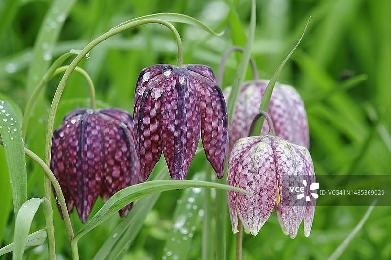 蛇头贝母，春季，德国图片素材