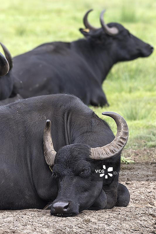躺在牧场上的亚洲水牛，德国梅克伦堡-西波美拉尼亚图片素材