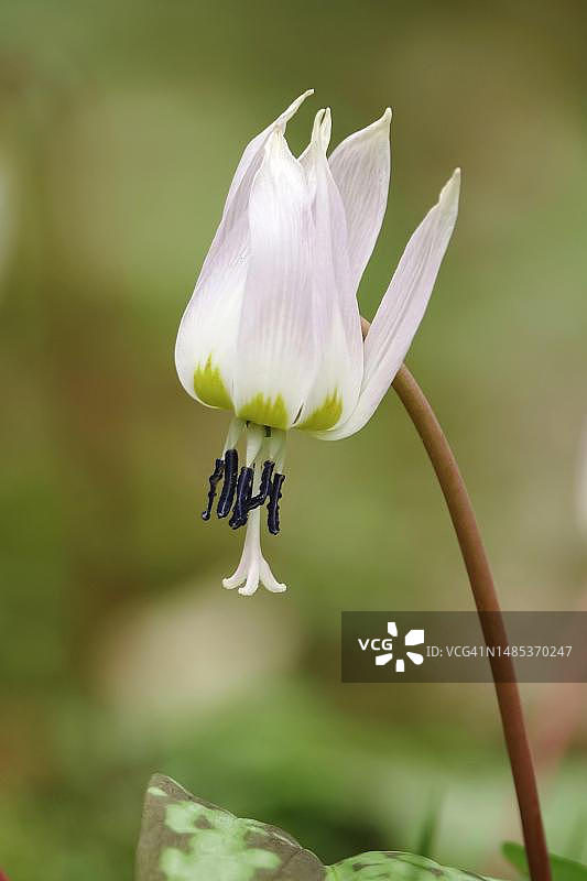 德国的狗牙紫图片素材
