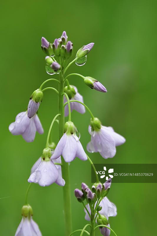 德国的布谷鸟花图片素材