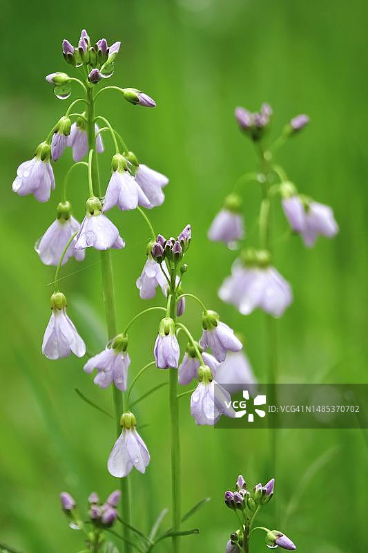 德国的布谷鸟花图片素材