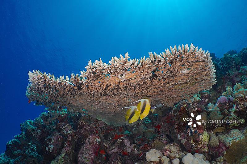 法老的鹿角珊瑚(Acropora pharaonis),一对红海旗鱼(Heniochus intermedius),埃及阿布芬德拉礁潜水点,红海图片素材