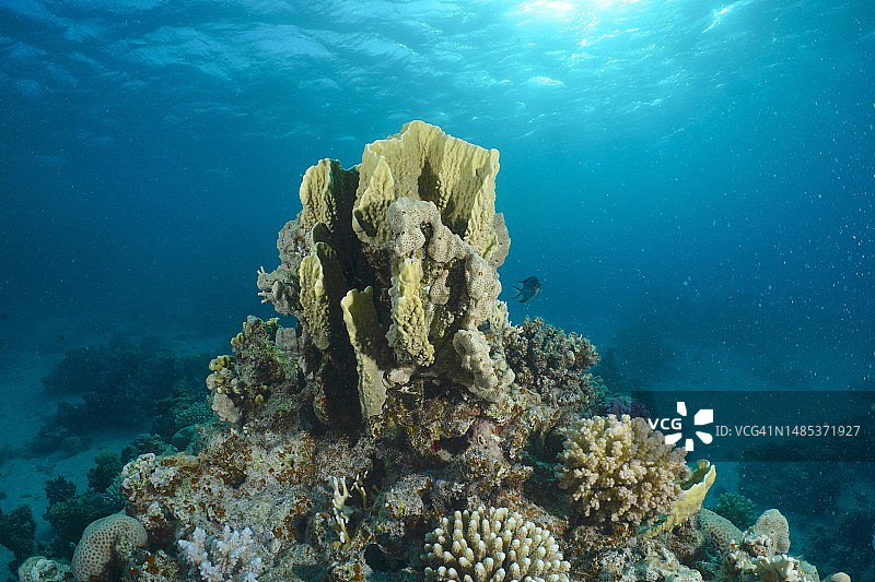 逆光下的刀片火珊瑚(Millepora platyphylla),潜水点位于埃及红海El Quesir红树林湾的House Reef图片素材