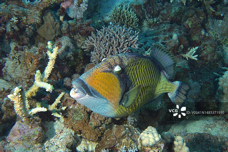 绿拟鳞鲀，红海，埃及图片素材