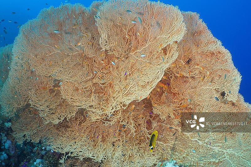 巨型海扇，蒂朗海峡潜水点，埃及西奈半岛红海图片素材