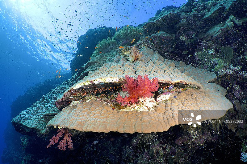 红海，代达罗斯礁潜水点的山珊瑚（Porites lutea）图片素材