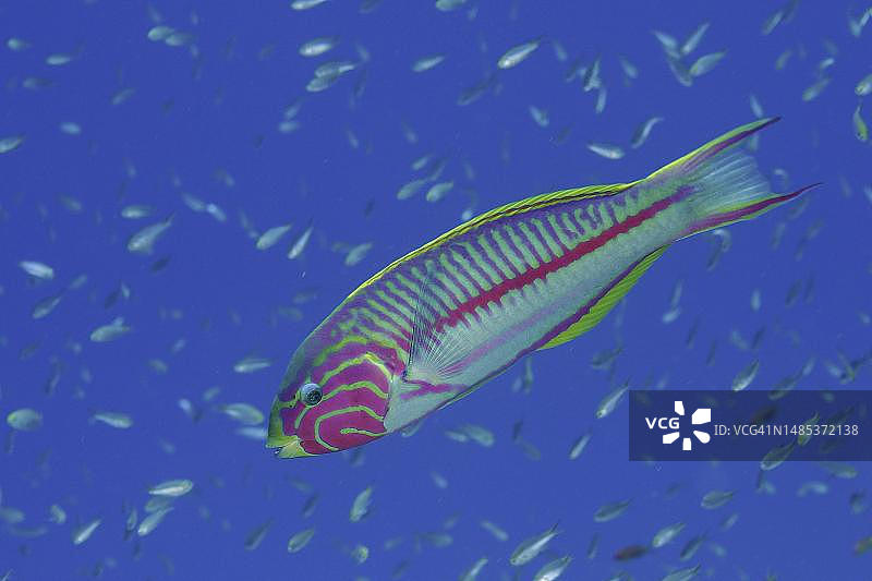 红海儒氏濑鱼，潜水点，红海，埃及图片素材