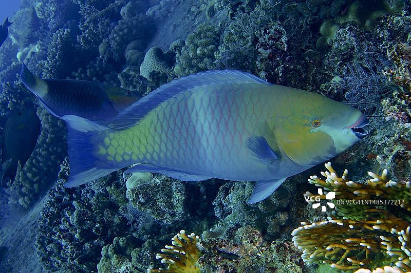 锈颈鹦嘴鱼(Scarus ferrugineus),吉安尼斯D号沉船潜水点,埃及,红海,洪加达图片素材