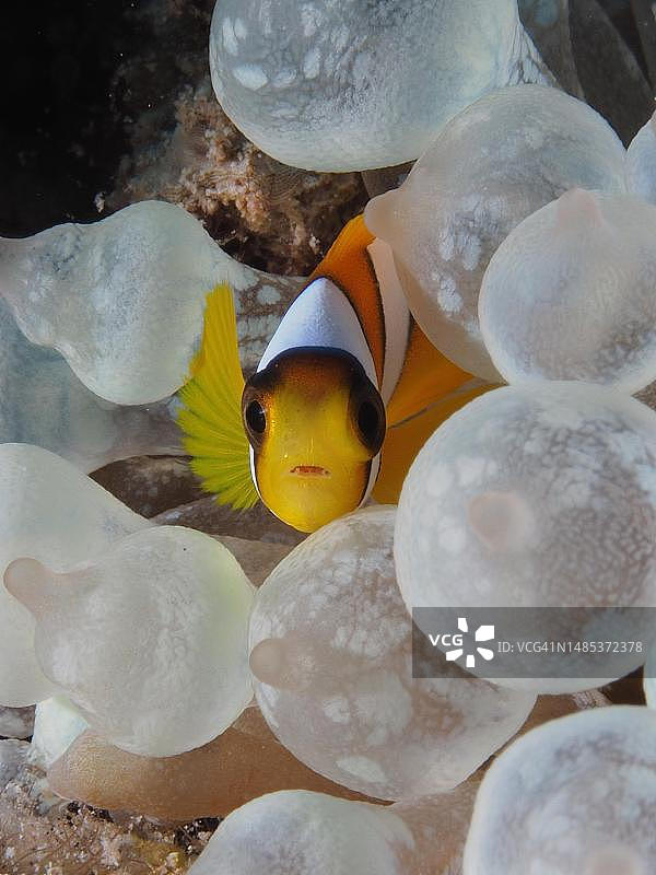 双带小丑鱼及其海葵的肖像，位于埃及红海图片素材