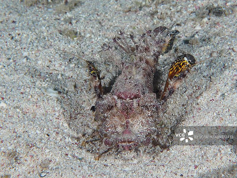 丝鳍鮋鱼肖像：埃及红海图片素材