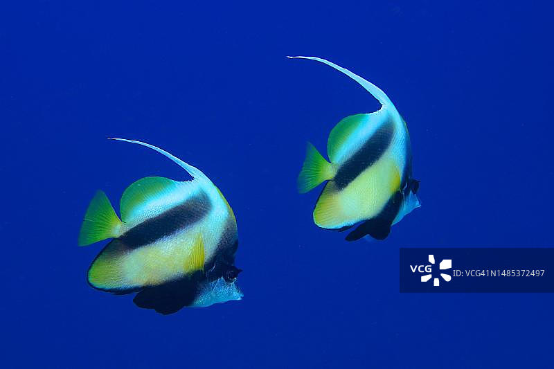 红海海域的红海鳞鲀图片素材