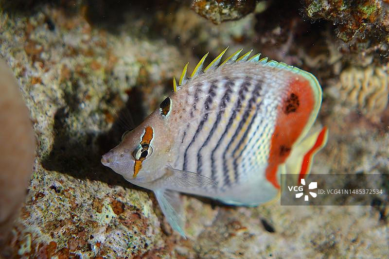 夜间的厄立特里亚蝴蝶鱼(Chaetodon paucifasciatus),位于埃及西奈半岛蒂朗海峡潜水点,红海图片素材