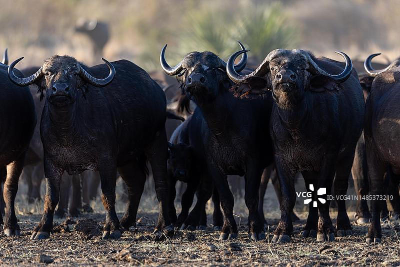 非洲水牛（Syncerus caffer），群，梅鲁国家公园，肯尼亚图片素材