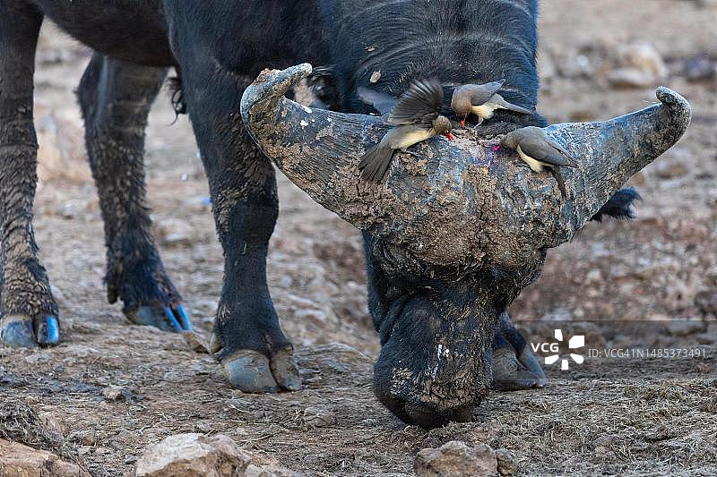 非洲水牛（Syncerus caffer）摄取矿物质，啄牛鸟，肯尼亚卡巴格方舟旅馆图片素材
