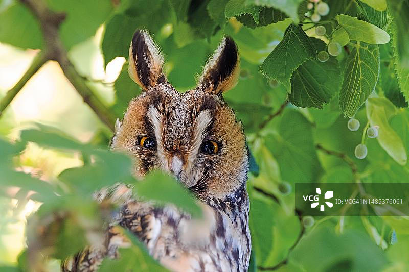 栖息在德国树枝上的长耳鸮图片素材