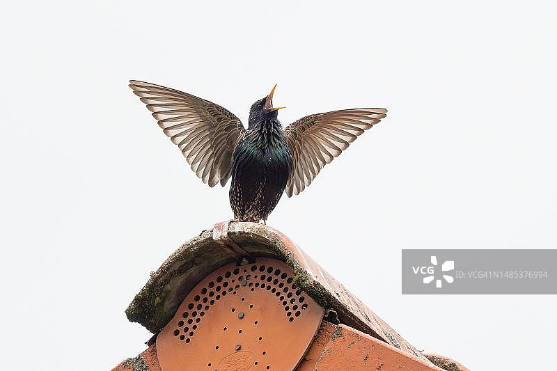 栖息在屋脊上，展开翅膀鸣叫的欧洲椋鸟，德国黑森州图片素材