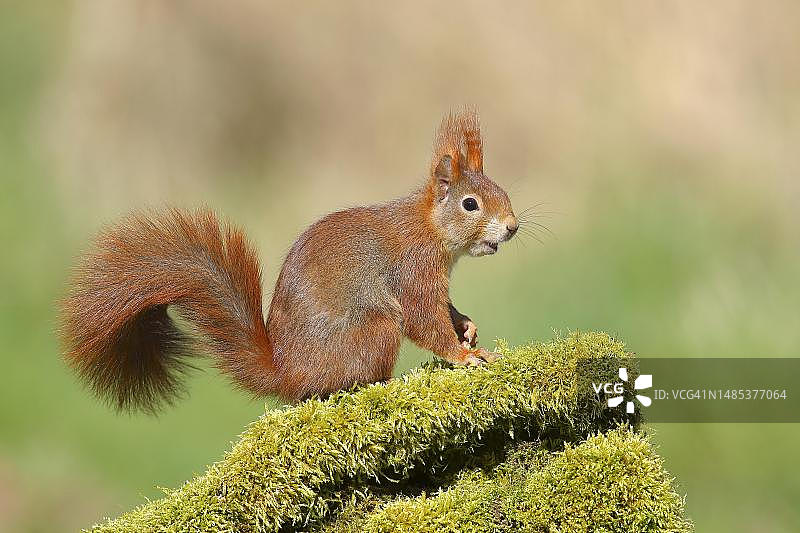 欧亚红松鼠栖息在德国北莱茵-威斯特法伦的树干上图片素材