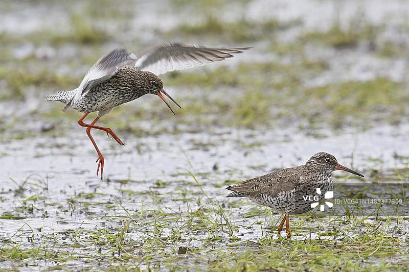 鹤鹬求偶图片素材