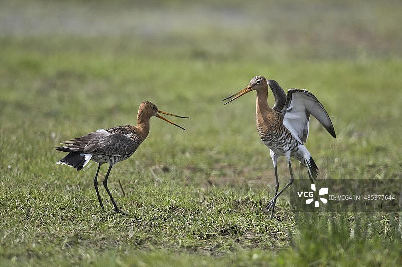 黑尾塍鹬的领地争夺战，德国下萨克森图片素材