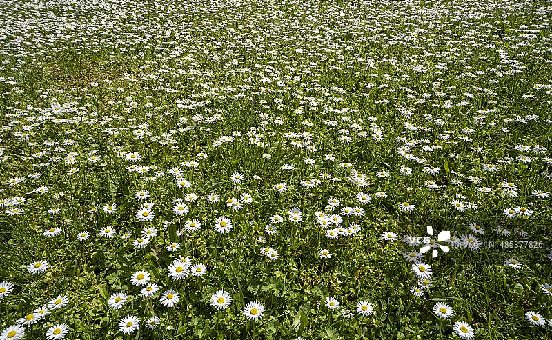 草地上的普通雏菊，奥芬巴赫，黑森州，德国图片素材