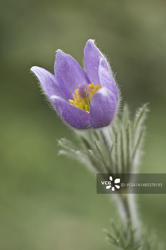 顶冰花，德国下萨克森州图片素材