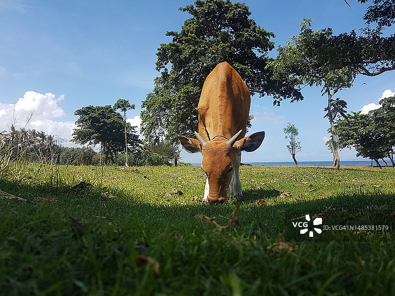 稀树草原上的牛图片素材