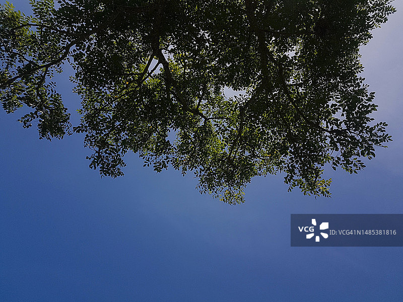 蓝色天空背景下的树木仰视视角图片素材