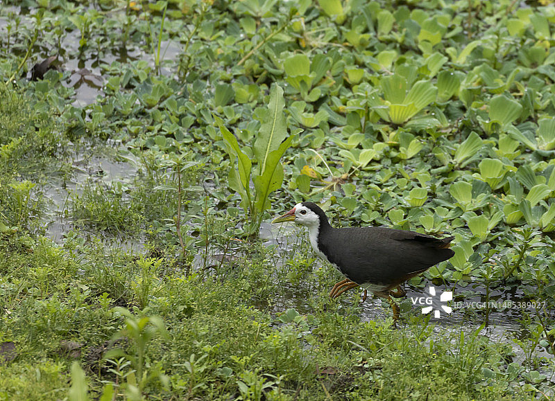 印度马朱利岛的白胸苦恶鸟图片素材