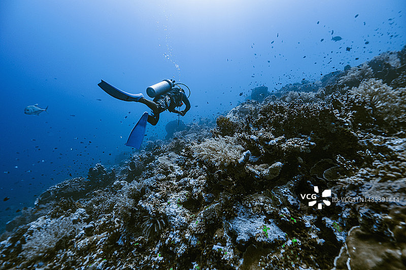 在班达海/印度尼西亚探索珊瑚礁的潜水员图片素材