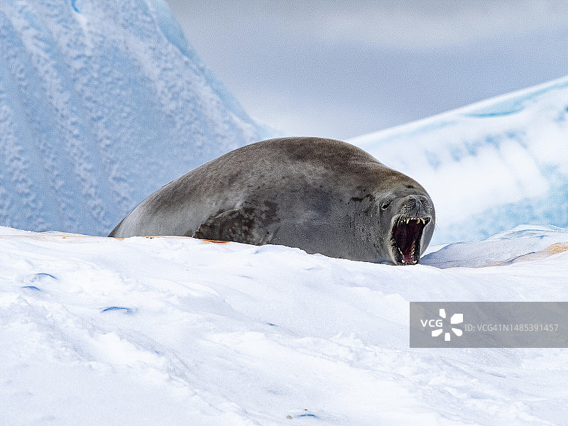 南极半岛亚洛尔岛上的海狮图片素材