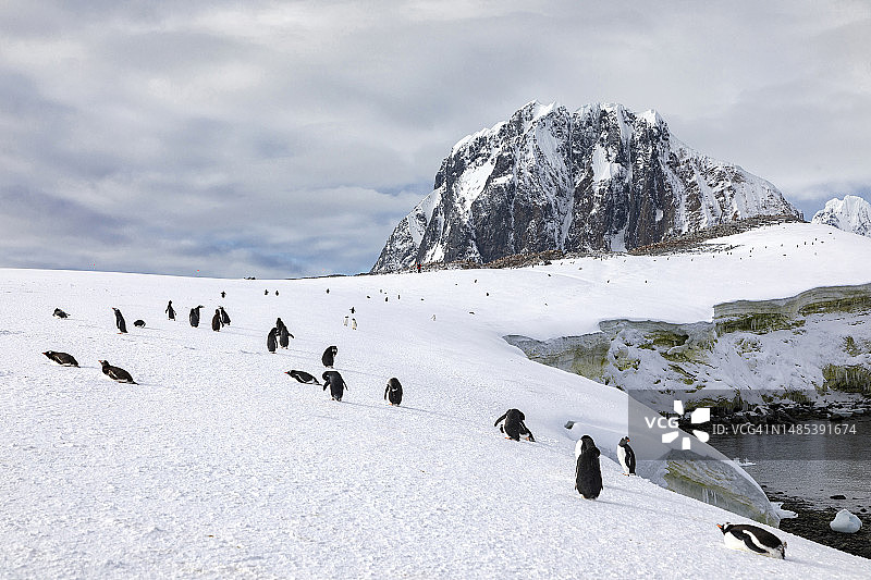南极半岛古迪尔岛上的金图企鹅群图片素材