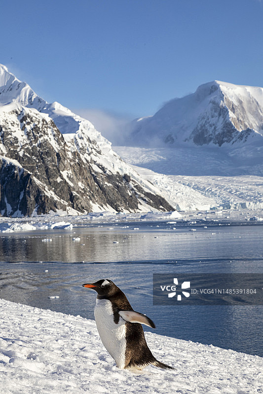 南极半岛内科港的巴布亚企鹅图片素材