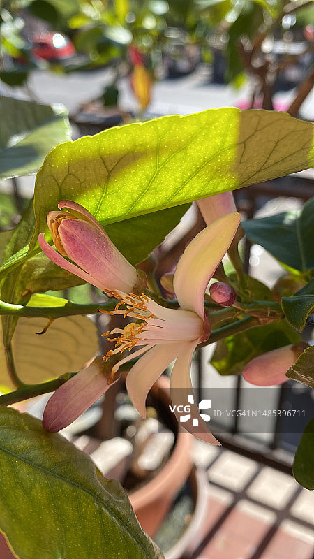 西西里柠檬树花图片素材