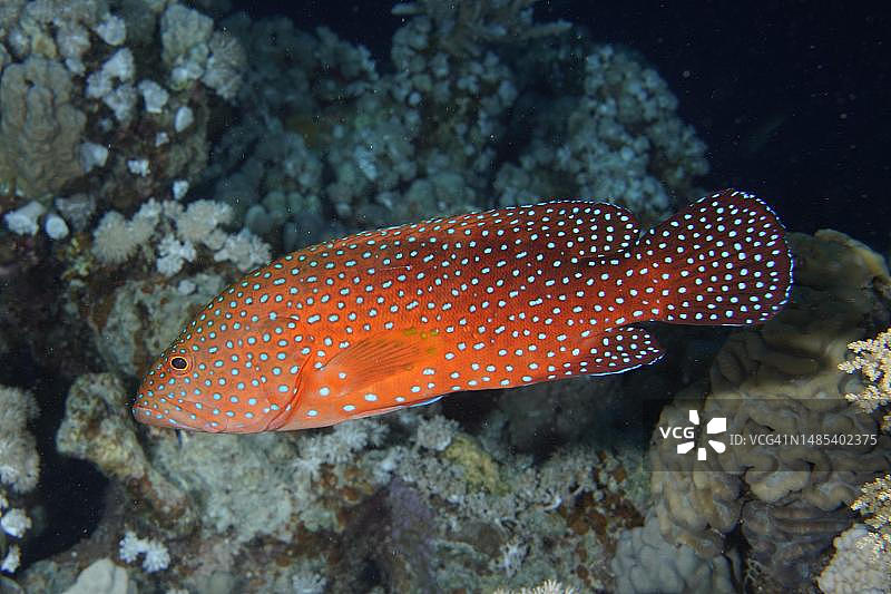 宝石石斑鱼图片素材