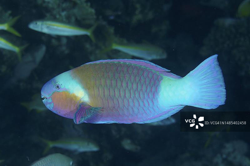 杂色鹦嘴鱼，红海，埃及图片素材