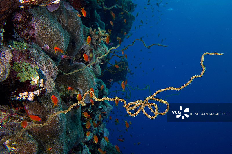 红海埃及圣约翰礁潜水点的扭曲丝珊瑚和金花鲈鱼群图片素材