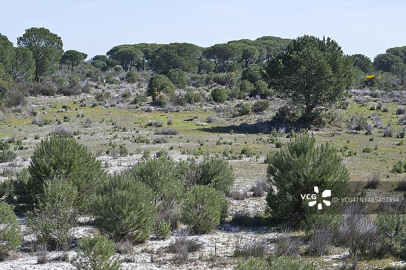 多南那国家公园沙丘上的欧洲赤松（Pinus pinaster），西班牙图片素材
