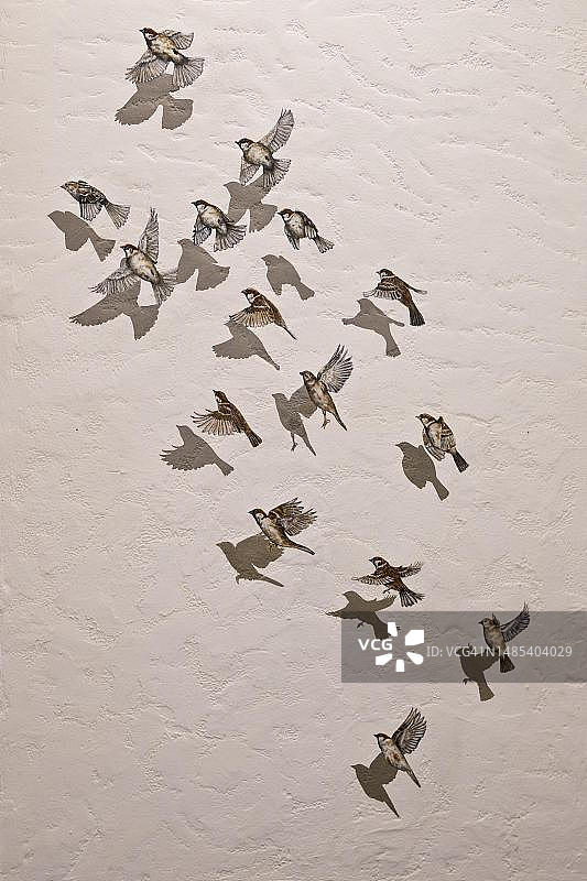 西班牙多南那国家公园的家麻雀壁画图片素材