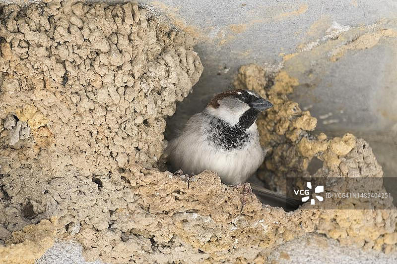 在燕子窝里的家麻雀（Passer domesticus），西班牙图片素材