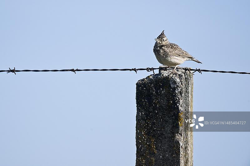 西班牙埃斯特雷马杜拉的凤头百灵鸟图片素材