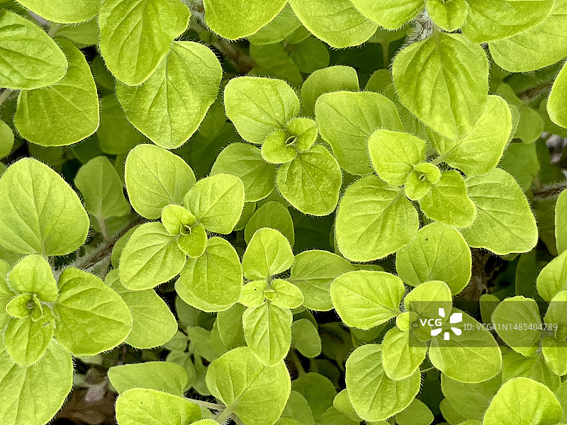 牛至叶特写图片素材
