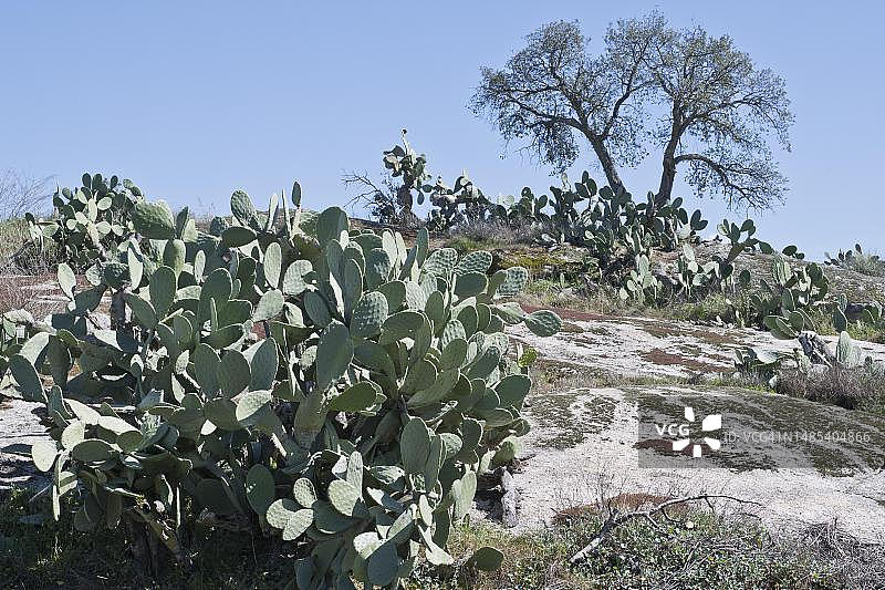 仙人掌果（印度仙人掌），埃斯特雷马杜拉，西班牙图片素材