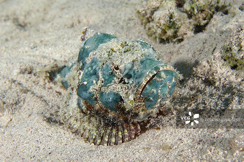 幼年棕蓑鲉，红海，埃及图片素材