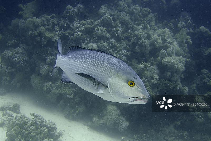 红海二点笛鲷图片素材