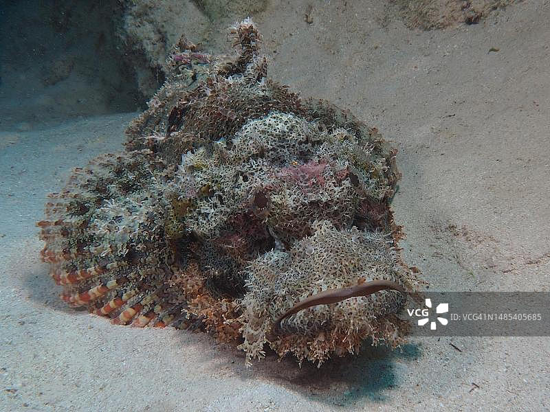 红海埃及，栖息在沙中的须蓑鲉图片素材