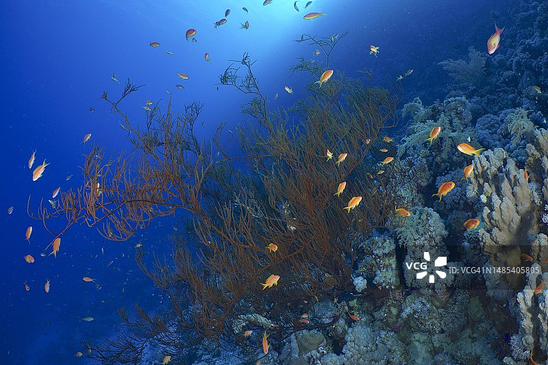 提蓝海峡，西奈，埃及，红海的黑珊瑚和宝石旗鱼群图片素材