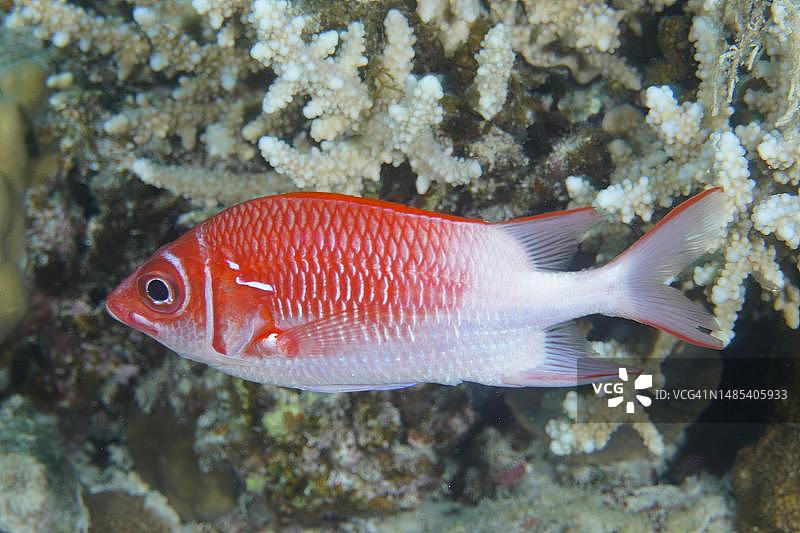 银斑松球鱼，红海埃尔库塞尔红树林湾图片素材