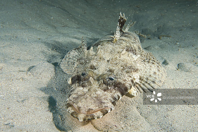 埃及红海鳗湾珊瑚礁点的触须扁头鱼图片素材